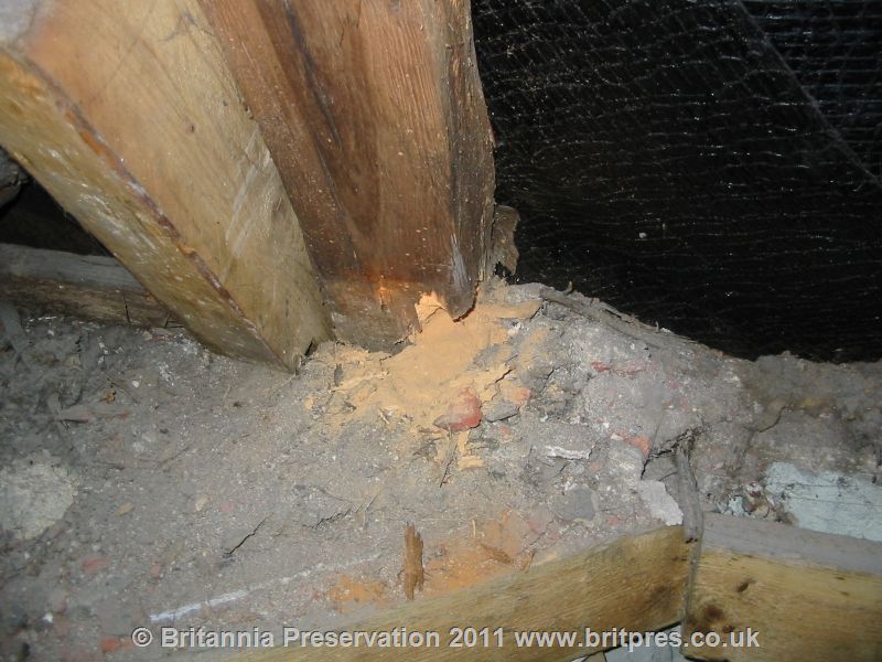 Woodworm Infestation Britannia Preservation York Yorkshire